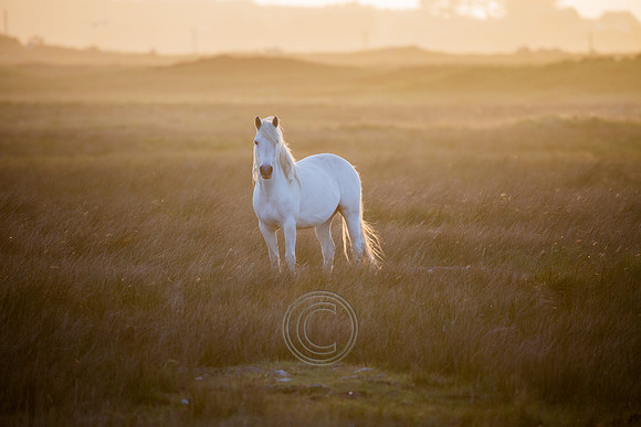 Pony Sun-126