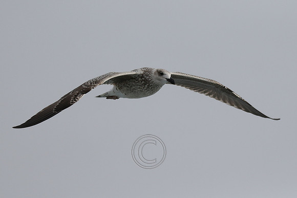 FLYING FIFTEEN 2020-0185