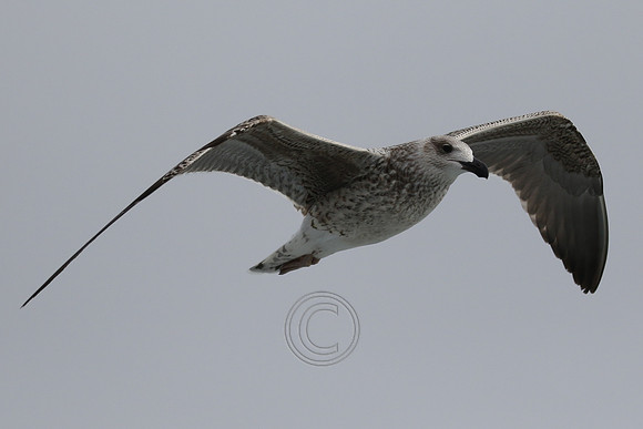 FLYING FIFTEEN 2020-0188