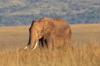 O2 TEMBO SEAN FRIDAY-0171