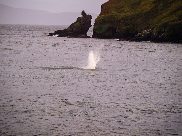 DINGLE CARRA 2012-16