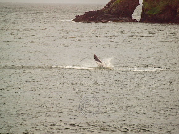 DINGLE CARRA 2012-20