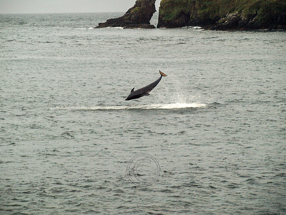 DINGLE CARRA 2012-21