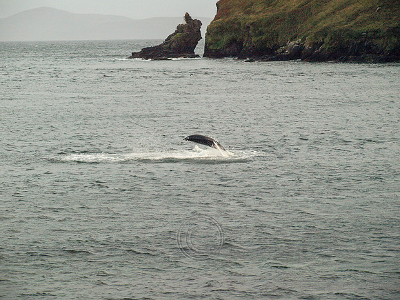 DINGLE CARRA 2012-22