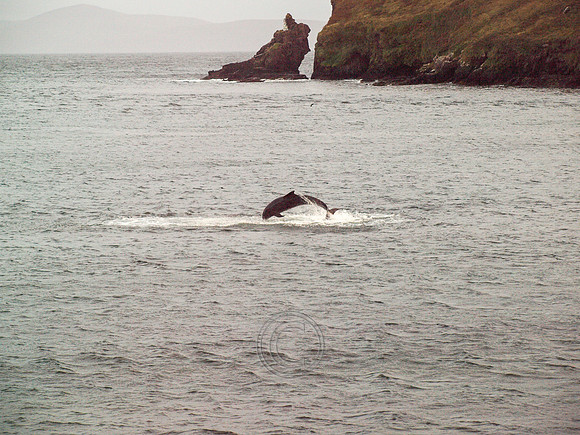 DINGLE CARRA 2012-23