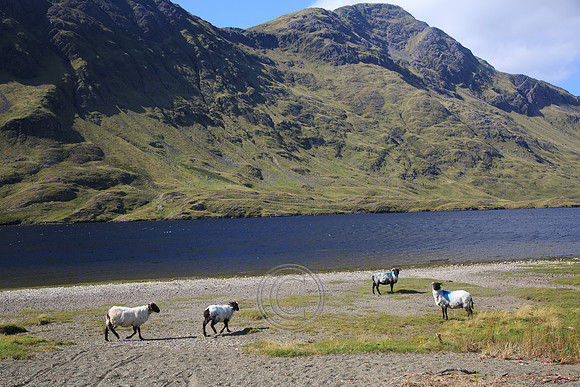 DOOLOUGH SHEEP HOT-0063