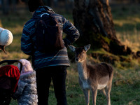 DEER PHOENIX PARK