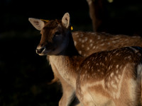DEER PHOENIX PARK