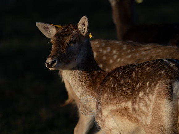 DEER PHOENIX PARK
