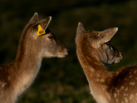 DEER PHOENIX PARK