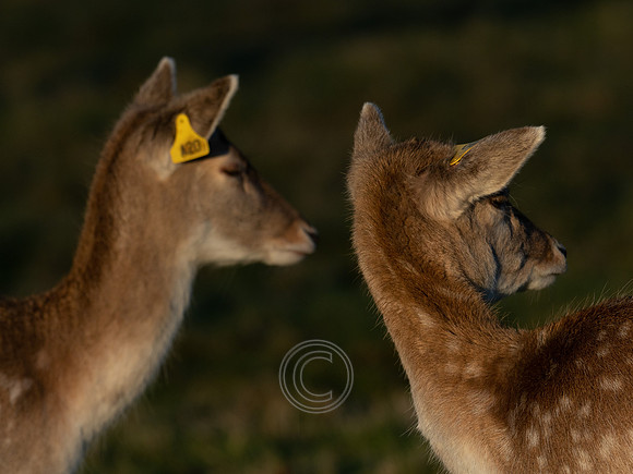DEER PHOENIX PARK