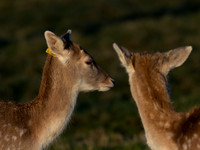 DEER PHOENIX PARK