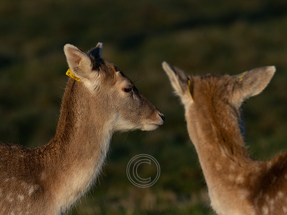 DEER PHOENIX PARK