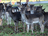 DEER PHOENIX PARK