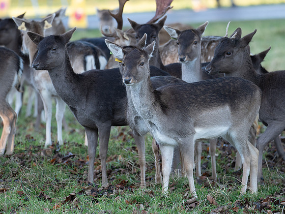 DEER PHOENIX PARK