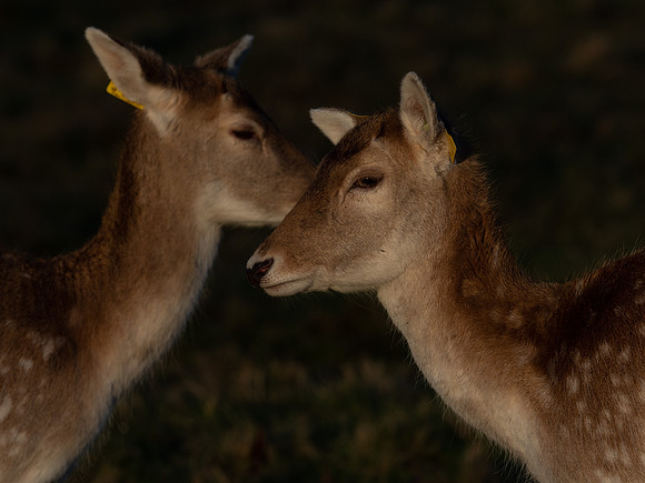 DEER PHOENIX PARK