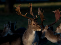 DEER PHOENIX PARK