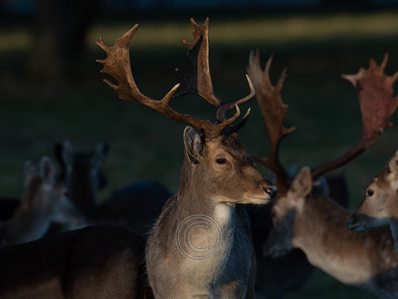 DEER PHOENIX PARK
