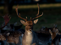 DEER PHOENIX PARK