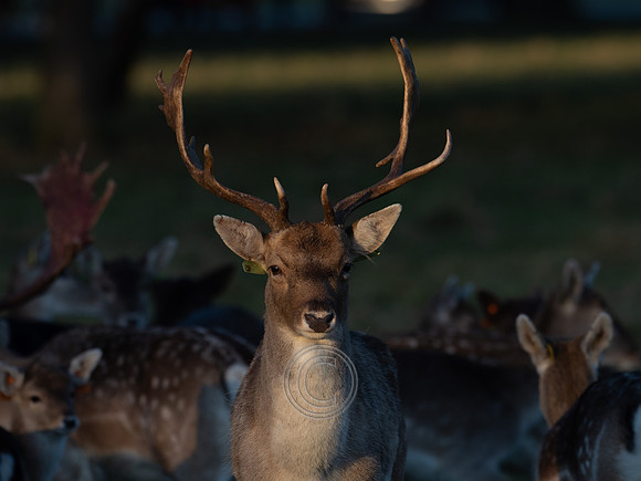 DEER PHOENIX PARK