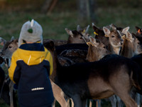 DEER PHOENIX PARK