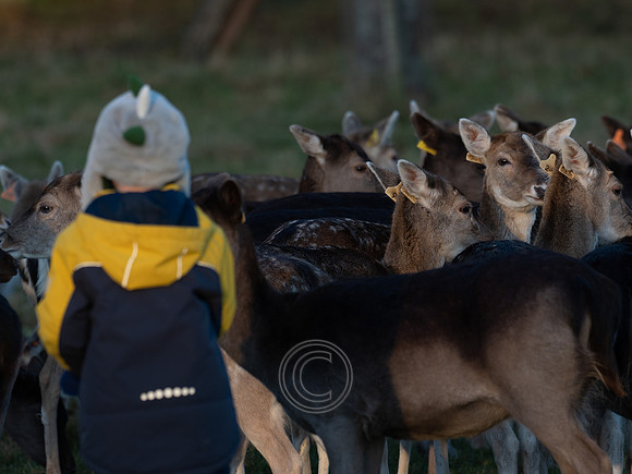 DEER PHOENIX PARK