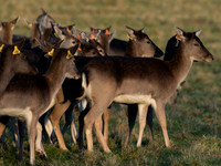 DEER PHOENIX PARK