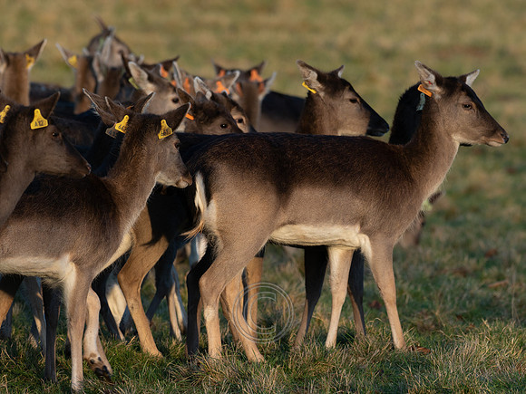 DEER PHOENIX PARK