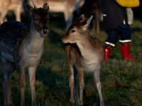 DEER PHOENIX PARK