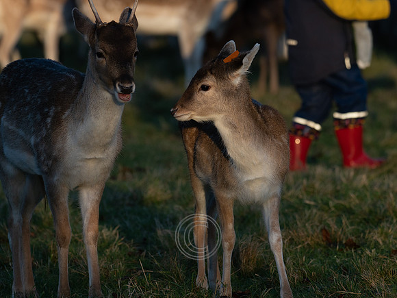 DEER PHOENIX PARK