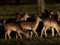 DEER PHOENIX PARK