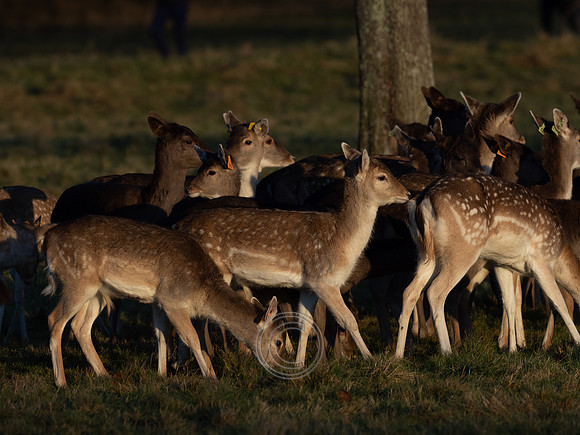 DEER PHOENIX PARK