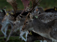 DEER PHOENIX PARK