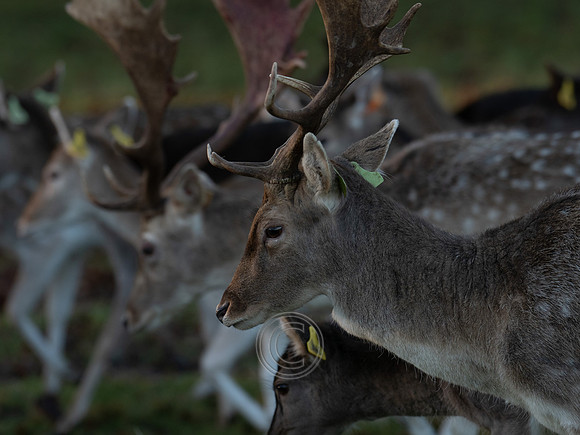 DEER PHOENIX PARK