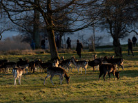 DEER PHOENIX PARK