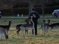 DEER PHOENIX PARK