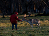 DEER PHOENIX PARK