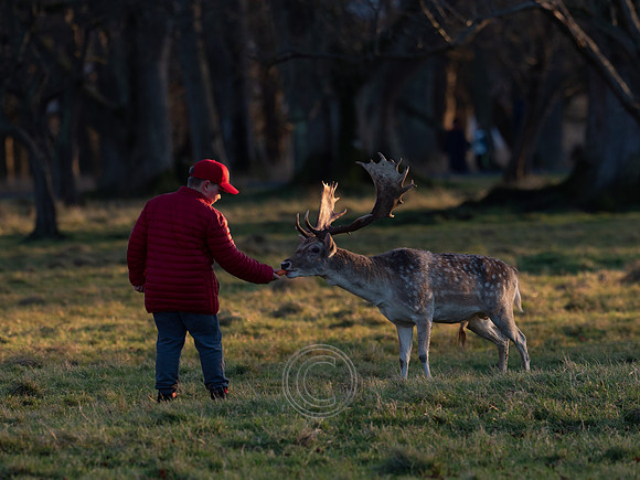DEER PHOENIX PARK