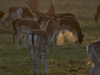 DEER PHOENIX PARK