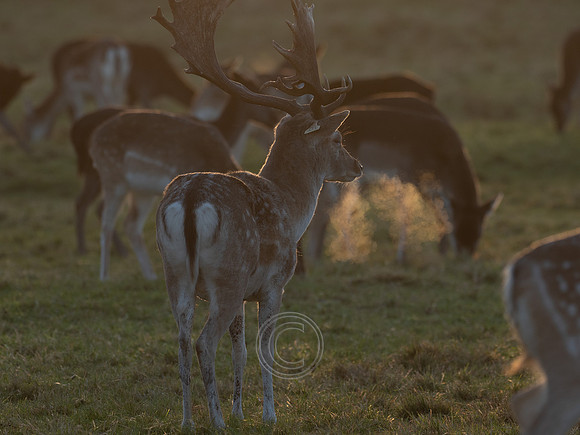 DEER PHOENIX PARK