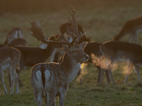 DEER PHOENIX PARK
