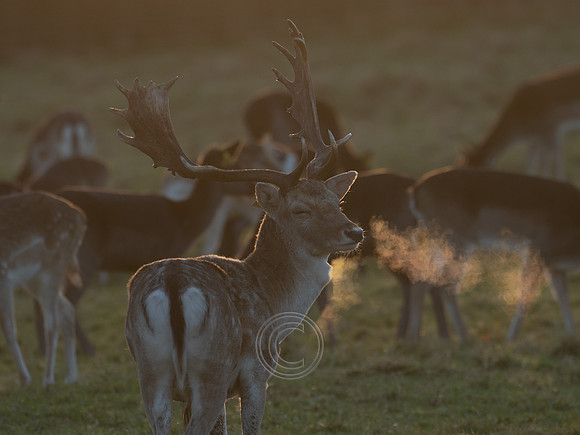 DEER PHOENIX PARK
