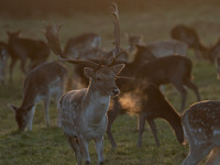 DEER PHOENIX PARK