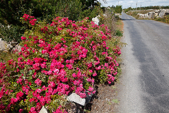 ROSE RÓIS-003