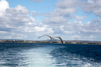 FéilenanOileán14-0021