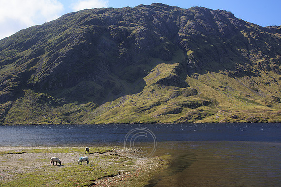 DOOLOUGH SHEEP HOT-0078