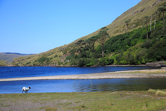DOOLOUGH SHEEP HOT-0067