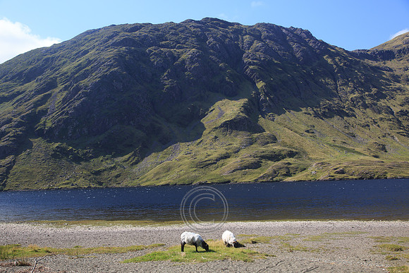 DOOLOUGH SHEEP HOT-0060