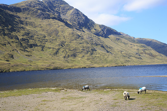 DOOLOUGH SHEEP HOT-0074