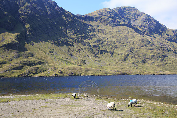 DOOLOUGH SHEEP HOT-0077